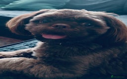 Shih Tzu dogs for sale: Beautiful Shih Tzus - Image 8