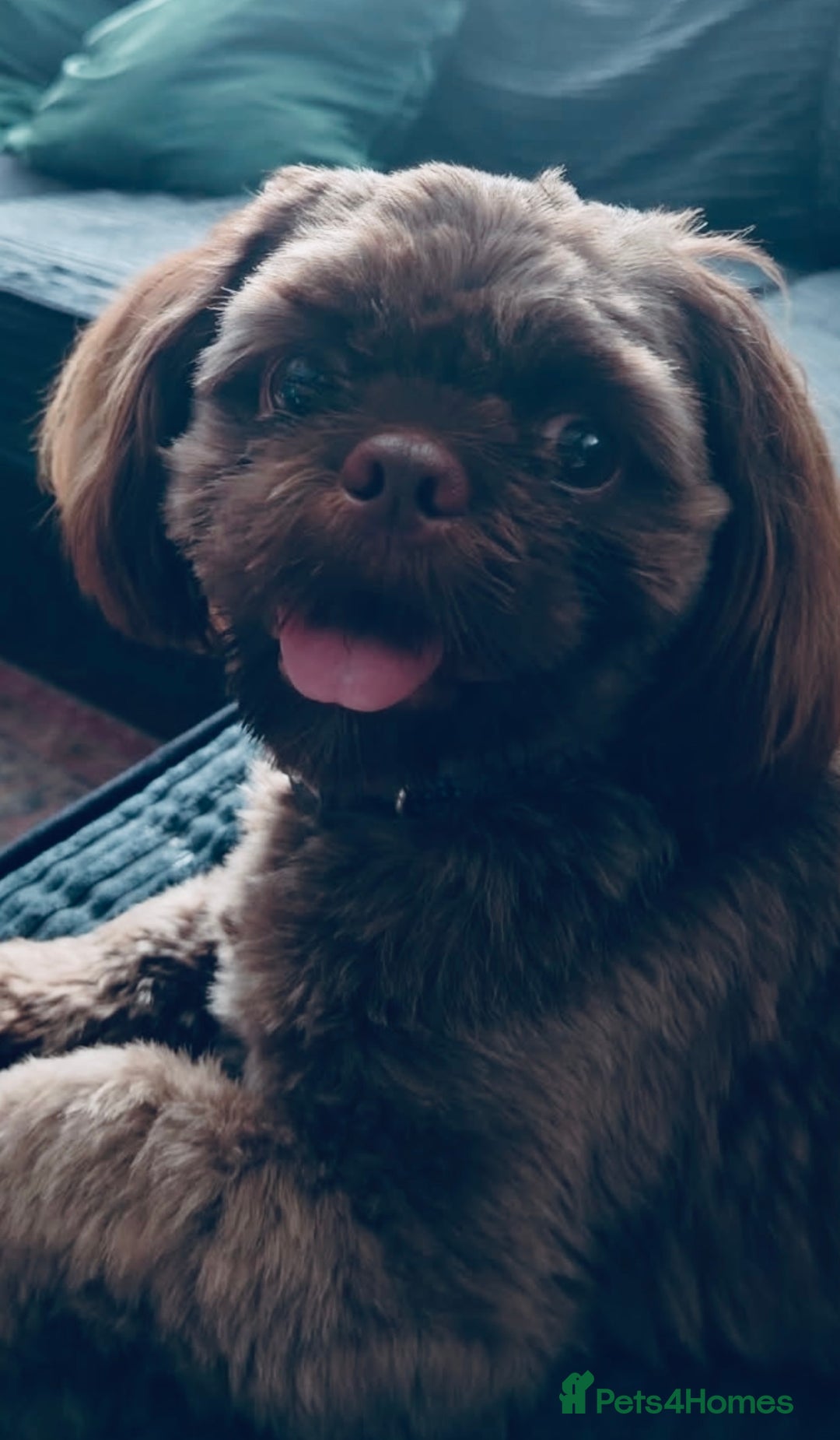 Shih Tzu dogs for sale: Beautiful Shih Tzus - Image 8