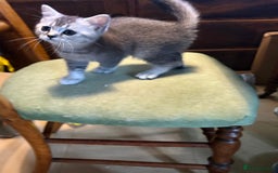 British Shorthair cats for sale: Beautiful silver black tipped girl 💕 - Image 13