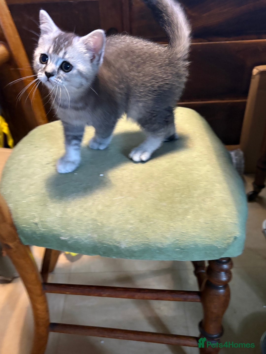 British Shorthair cats for sale: Beautiful silver black tipped girl 💕 - Image 13