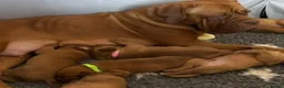 Dogue De Bordeaux dogs for sale: Magnificent Puppies Seeking Loving Homes in Belfast - Advert 1