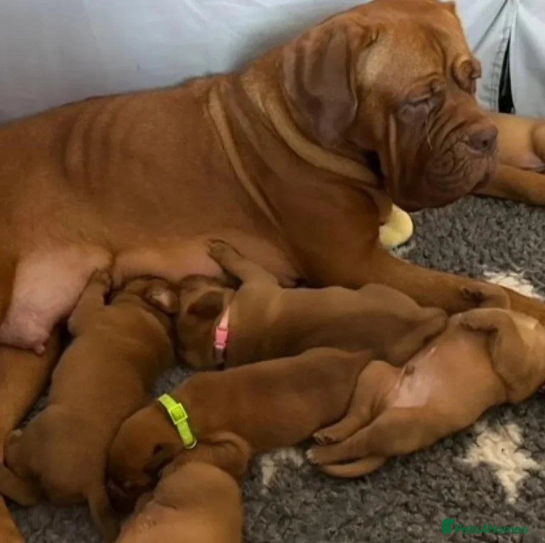 Dogue De Bordeaux dogs for sale: Magnificent Puppies Seeking Loving Homes in Belfast - Advert 1