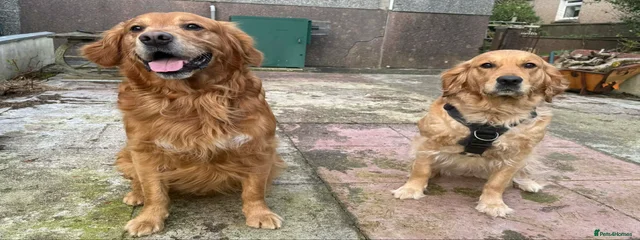 Simba 