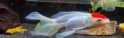 Fancy Goldfish fish for sale: High Grade Orandas / Gold Bristle Nose Plecos - Advert 2