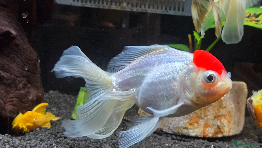 Fancy Goldfish fish for sale: High Grade Orandas / Gold Bristle Nose Plecos - Advert 2