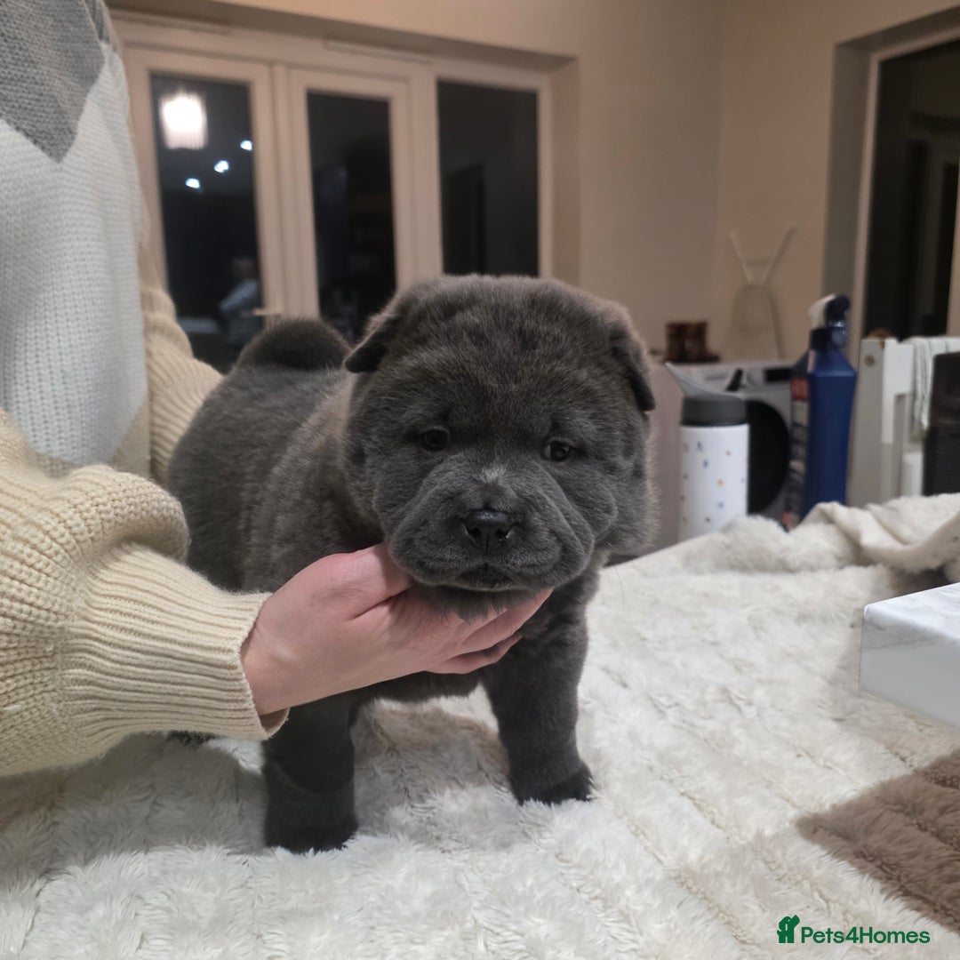 Chow Chow dogs for sale: 7 beautiful chow chow  - Advert 18