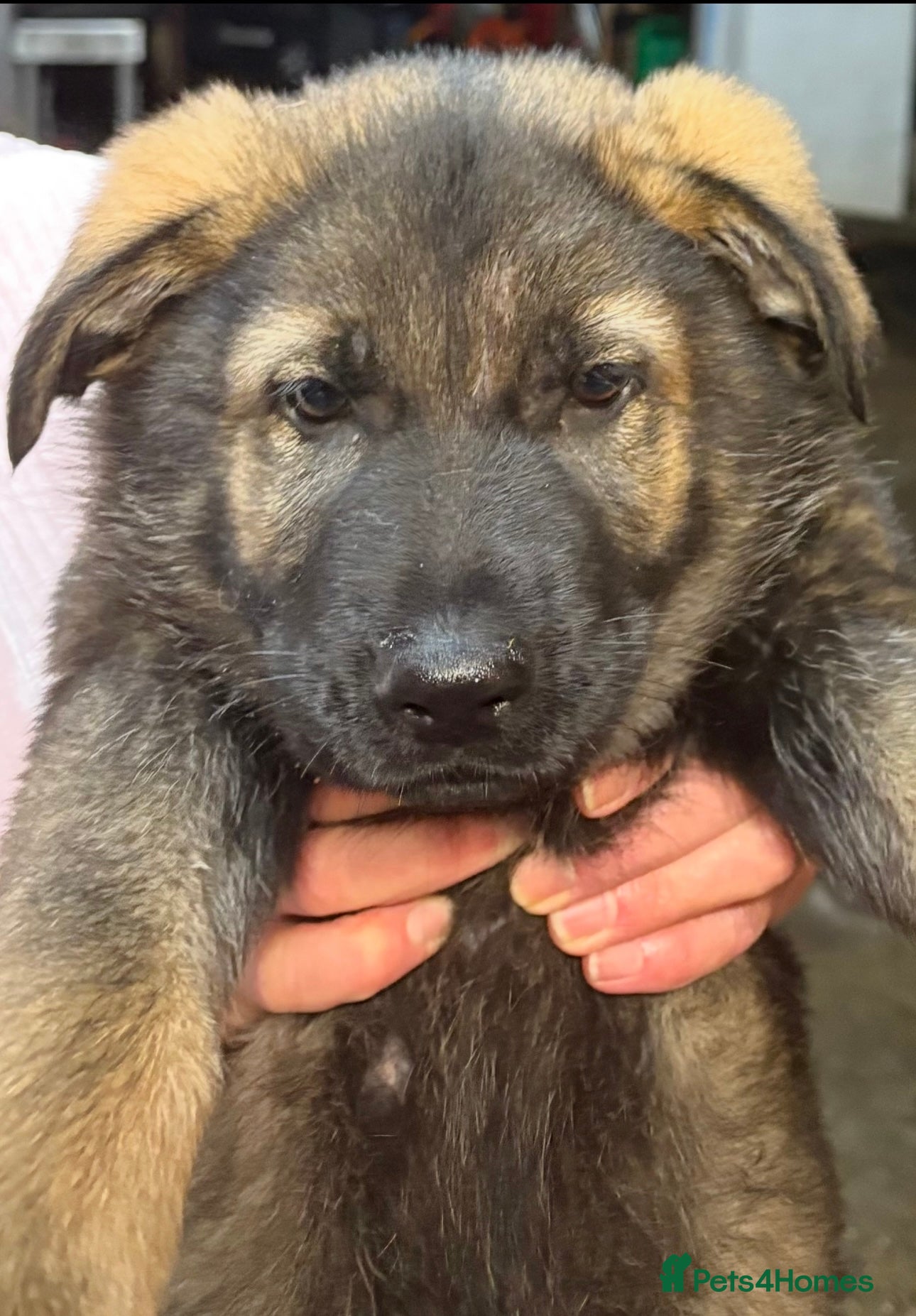 German Shepherd dogs 10 PURE germ shepherd puppies ENFIELD - Advert 17