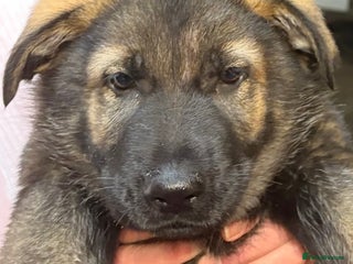 German Shepherd dogs 10 PURE germ shepherd puppies ENFIELD - Advert 11