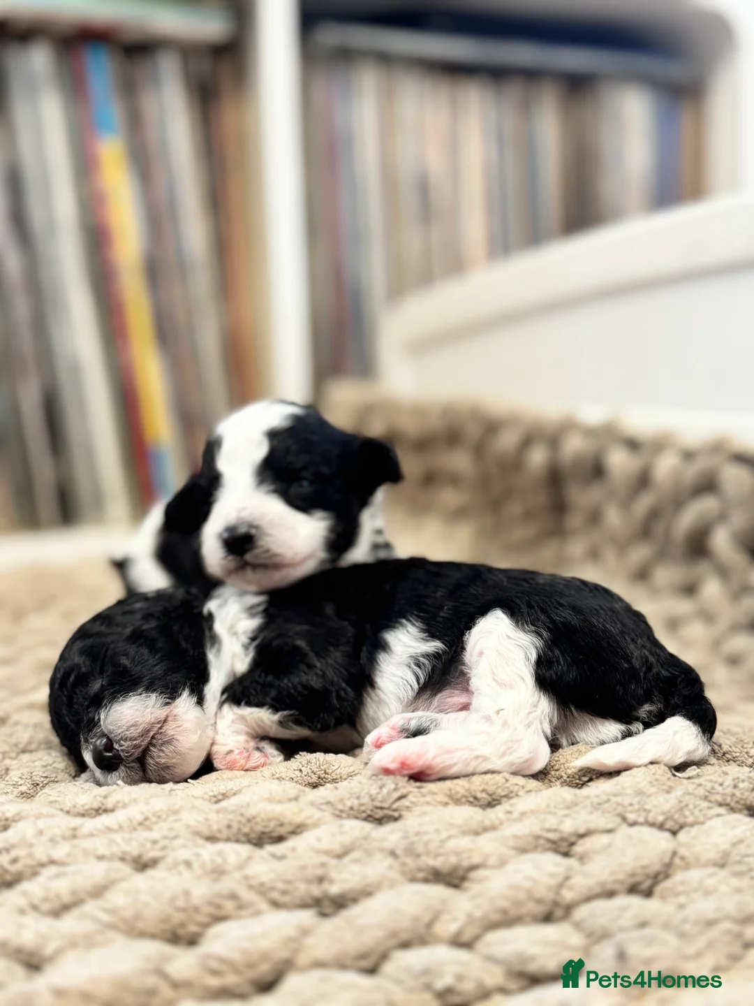 Toy Poodle dogs for sale: Tiny toy poodle boys available for reservation - Advert 4