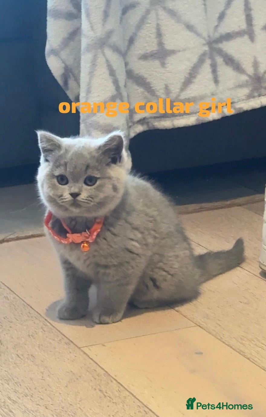 British Shorthair cats GORGEOUS BRITISH SHORTHAIRS! - Advert 2