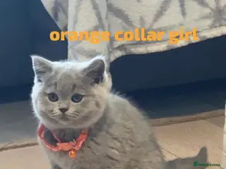 British Shorthair cats GORGEOUS BRITISH SHORTHAIRS! - Advert 1