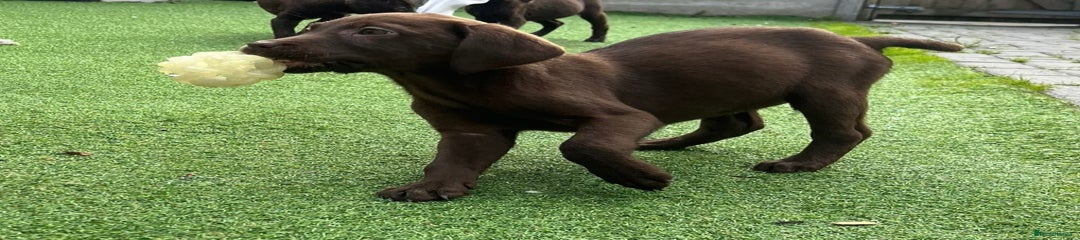 Labrador Retriever Puppy 4