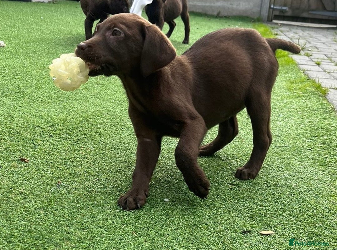 Labrador Retriever dogs for sale: Chunky chocolate 🍫 lab puppy’s girls only  - Image 7