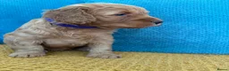 Cockapoo dogs for sale: Phantom Merle Cockapoo's - Advert 16