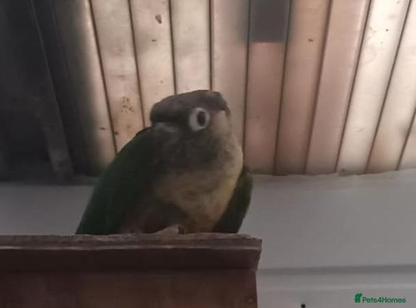 Conures birds Female green cheek conure  - Advert 1
