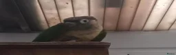 Conures birds for sale: Female green cheek conure  - Advert 1