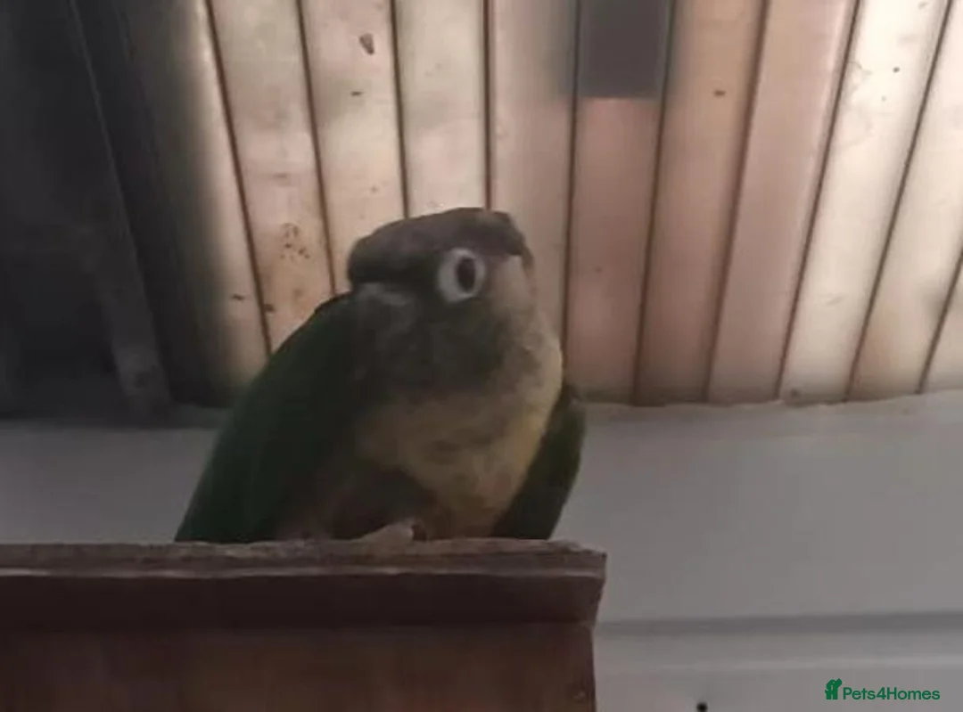 Conures birds for sale: Female green cheek conure  - Advert 1