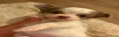 Chihuahua 3