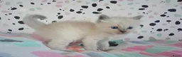 Ragdoll cats for sale: Pedigree Ragdoll kittens ready now  - Advert 9