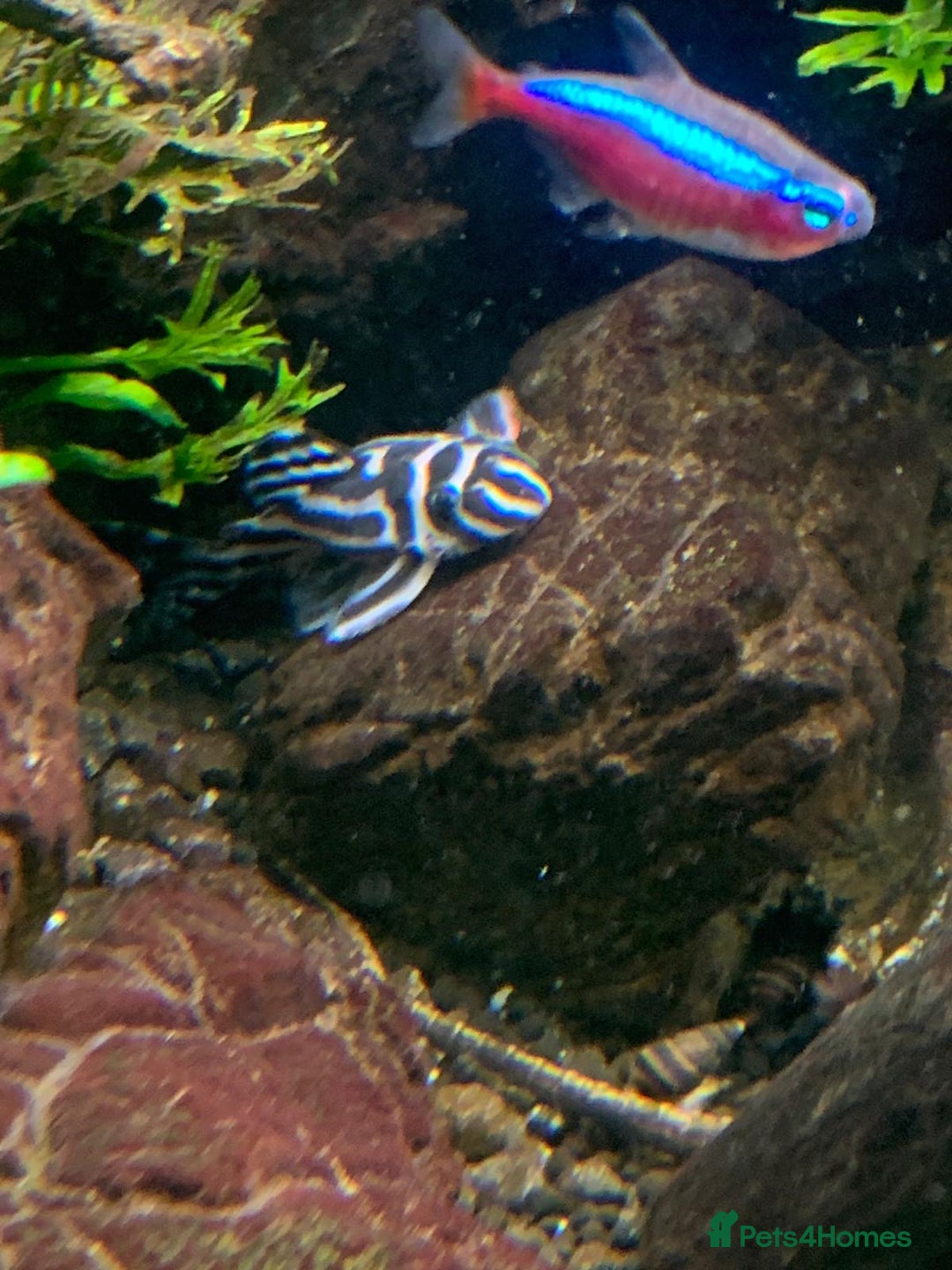 Plecos fish for sale: Zebra pleco  - Advert 3