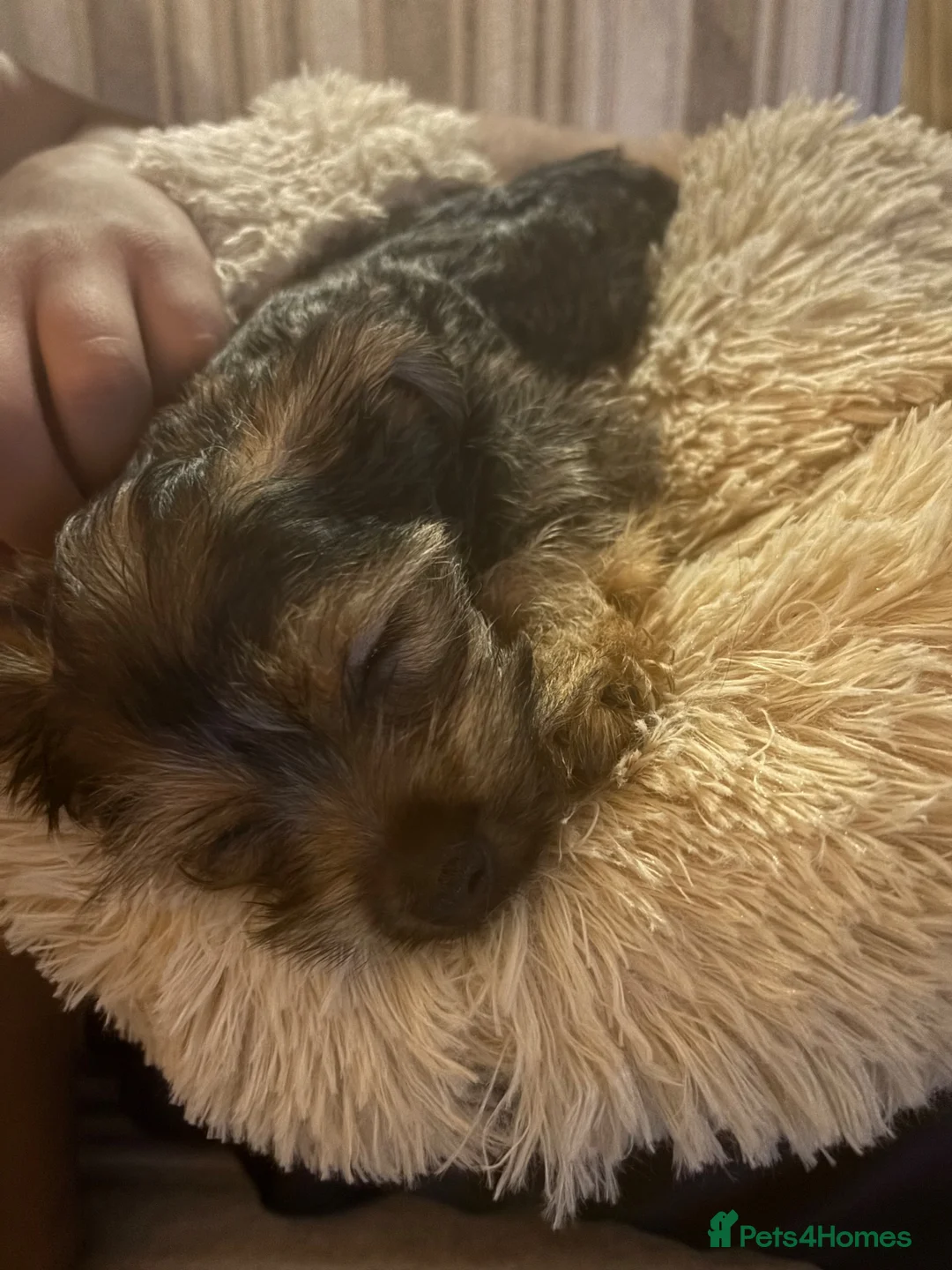 Yorkshire Terrier dogs for sale: York puppy in Grays - Advert 5