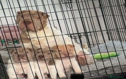 Shar Pei dogs for sale: Flower shar pie male and female  - Image 2