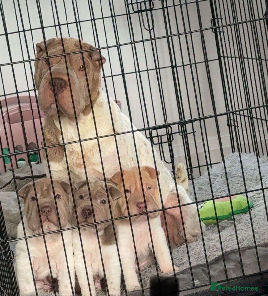 Shar Pei dogs for sale: Flower shar pie male and female  - Image 2