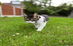 Mixed Breed cats for sale: 7 months old kitten in Leeds - Image 1