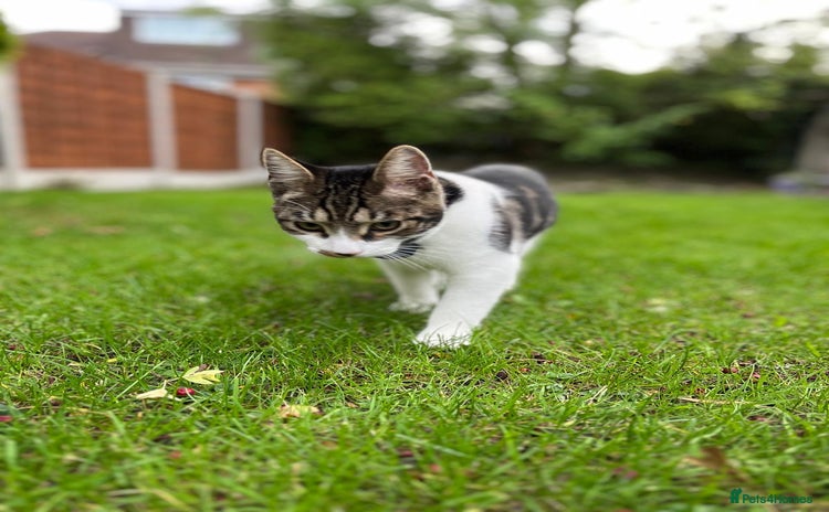 Mixed Breed cats in Leeds - Advert 15