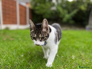 Mixed Breed cats in Leeds - Advert 33