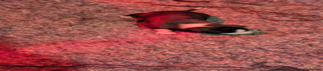 Whippet Puppy 2