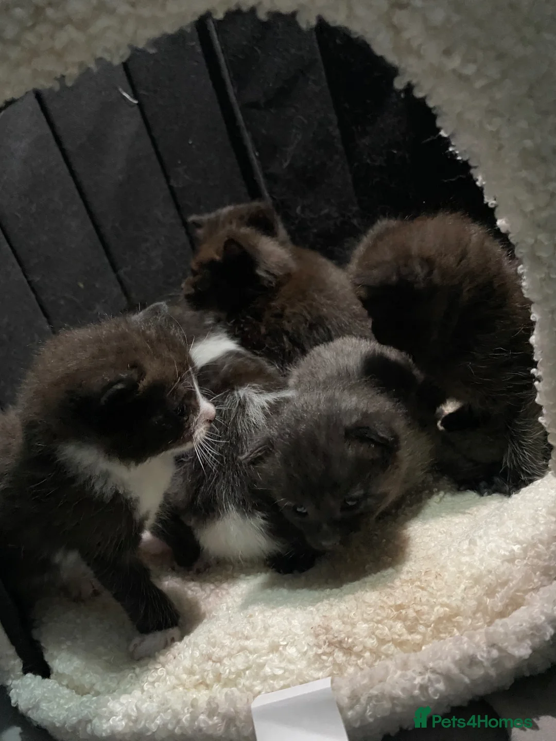 Ragdoll cats for sale: Ragdoll mixed breeds - Advert 2