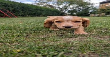 Cocker Spaniel dogs - Advert 4