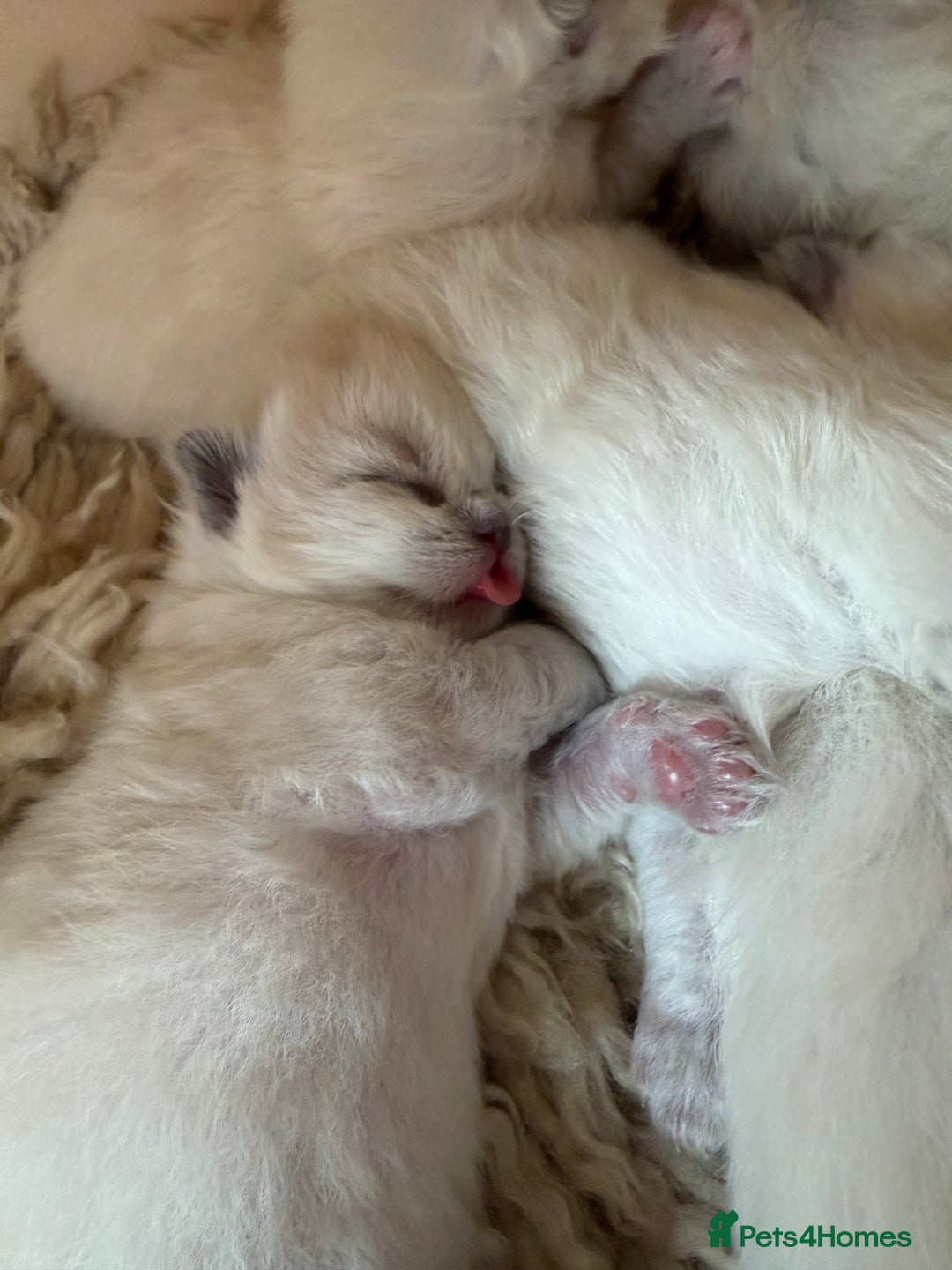 Ragdoll cats for sale: Ragdoll Purebred kittens 🩷🩵 - Advert 4