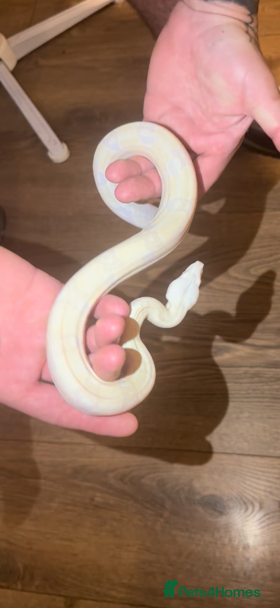 Boa Snake reptiles Snowglow boa female 2025 - Advert 6