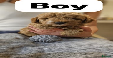 Cockapoo dogs - Advert 3