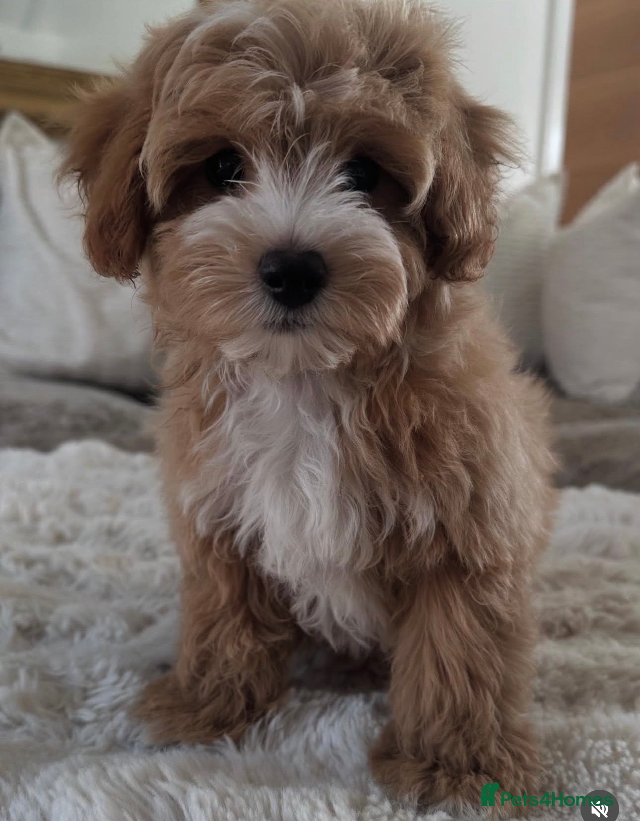 Maltipoo dogs ✨👑MALTIPOO PUPPIES 👑✨PARENTS KC✨HEALTH TESTED ✨ - Advert 16