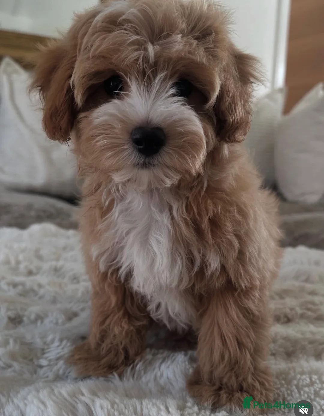 Maltipoo dogs for sale: ✨👑MALTIPOO PUPPIES 👑✨PARENTS KC✨HEALTH TESTED ✨ - Advert 2