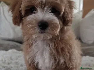 Maltipoo dogs ✨👑MALTIPOO PUPPIES 👑✨PARENTS KC✨HEALTH TESTED ✨ - Advert 16