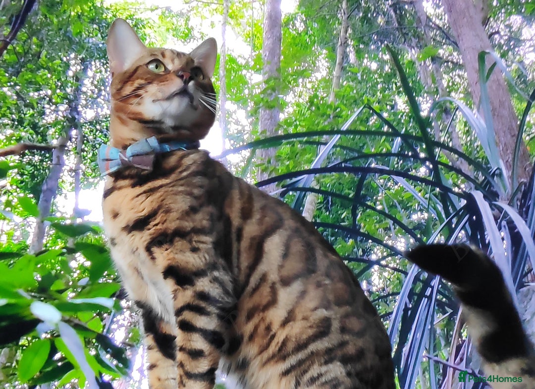 Bengal cats for stud: For Sale Amazing Stud Bengal Male TICA reg litters in Durham - Image 2