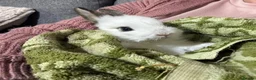 Mixed Breed rabbits for sale: Adorable Baby Rabbits for Sale – Ready Now! 🐰 - Advert 8