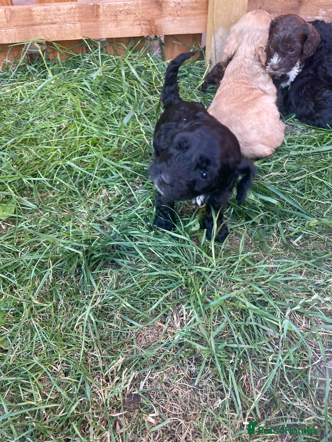 Cockapoo dogs for sale: Ready now! Cockapoo puppies F1 3 girls 2 boys - Image 16
