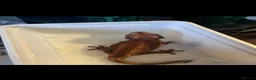 Gecko reptiles for sale: Gargoyles gecko and crested geckos  - Advert 15