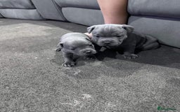 Staffordshire Bull Terrier dogs for sale: Blue staffy pups for sale - Image 1