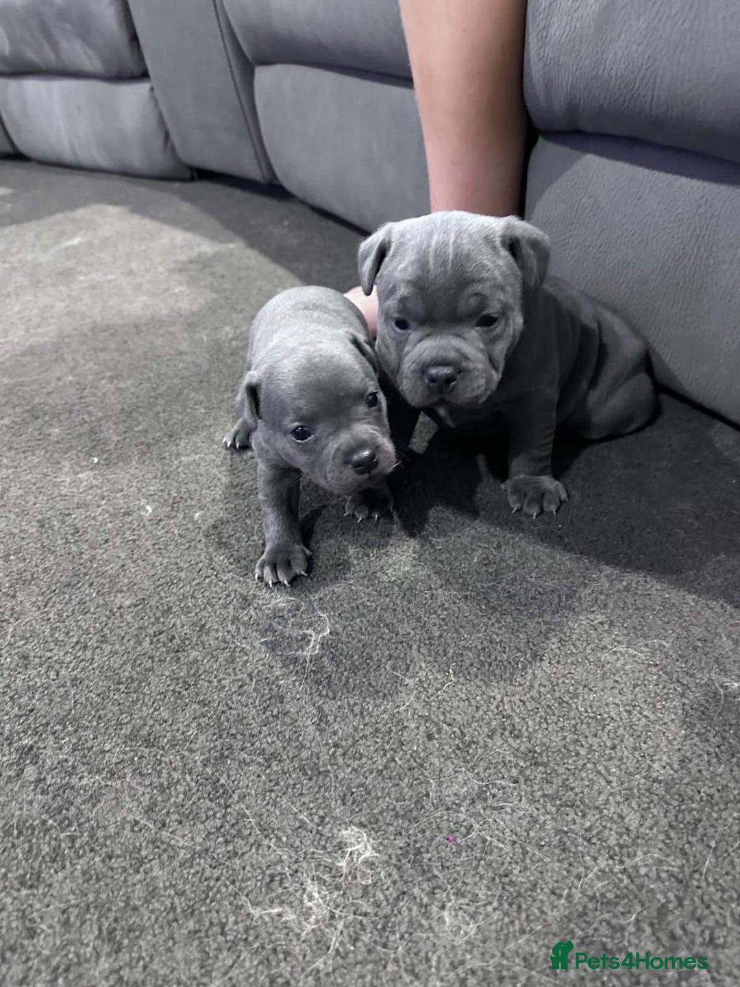 Staffordshire Bull Terrier dogs for sale: Blue staffy pups for sale - Image 1