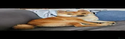 Japanese Shiba Inu dogs for stud: Shiba Inu for stud - Advert 5