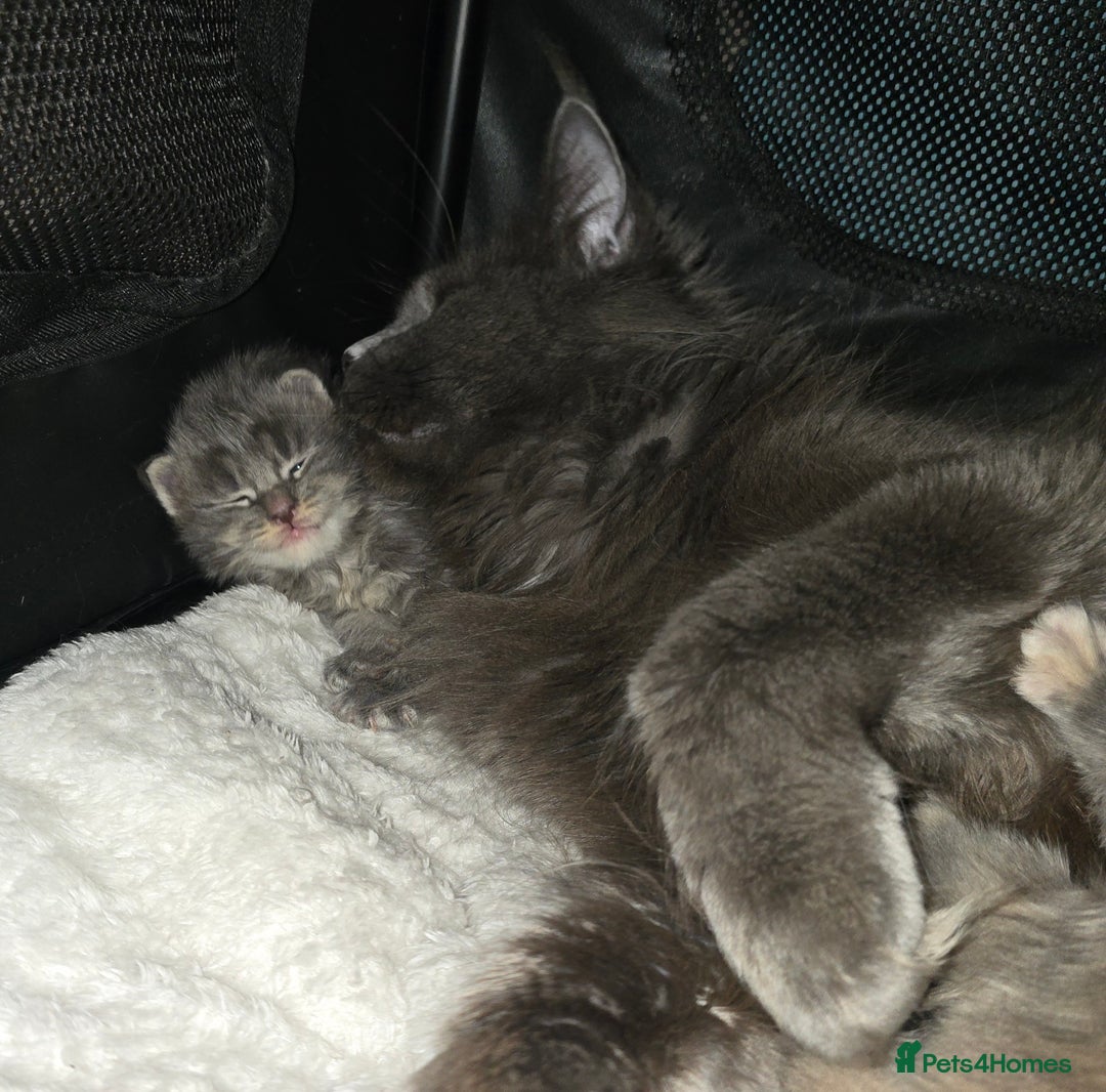 Maine Coon cats for sale: Maine Coon Kittens LARGE Blue/Black Tortie/Tabby - Advert 13