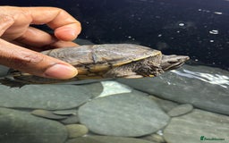 Turtle reptiles for sale: Common Musk Turtle + Full Tank Setup — £90 ONO - Image 3