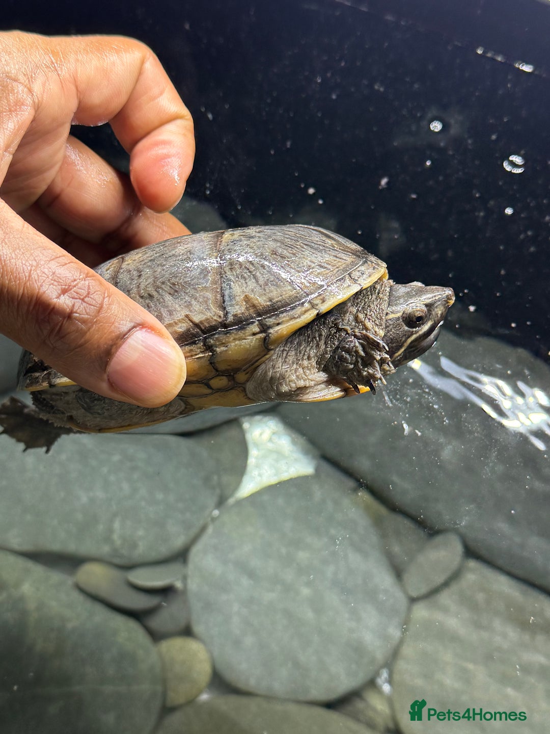 Turtle reptiles for sale: Common Musk Turtle + Full Tank Setup — £90 ONO - Image 3