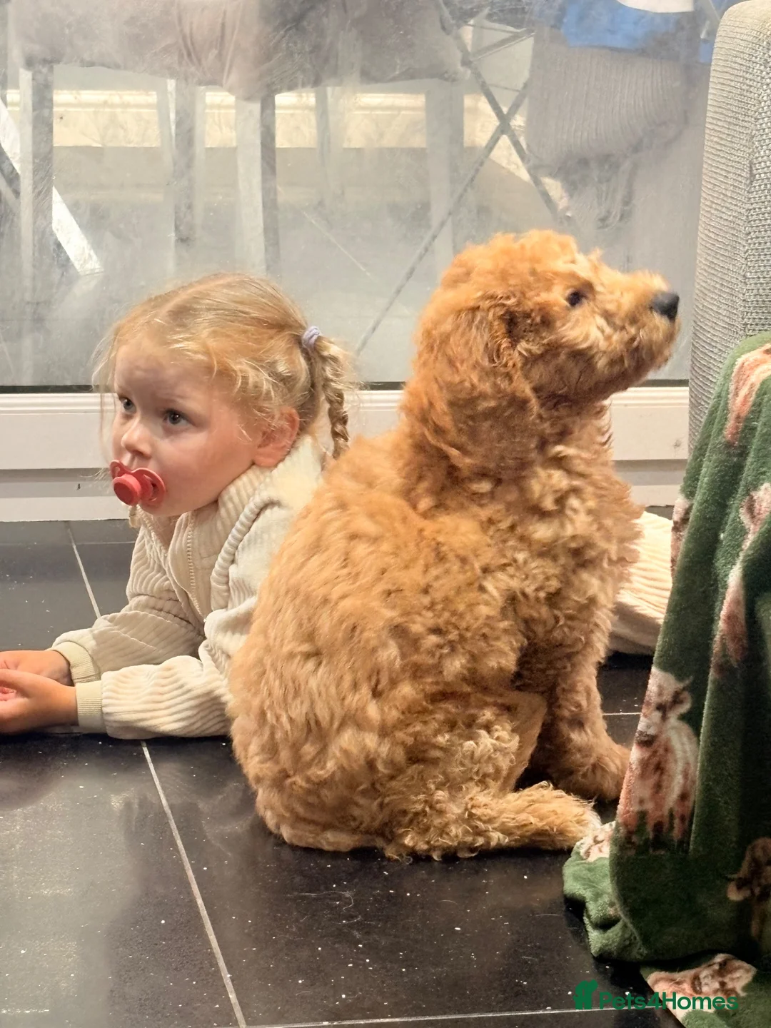 Mini Goldendoodle dogs for sale: READY NOW Last Mini Goldendoodle  - Advert 2